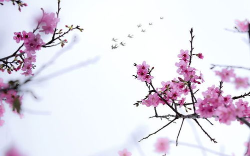 7朵桃花5个姻缘(7朵桃花5个姻缘什么意思)