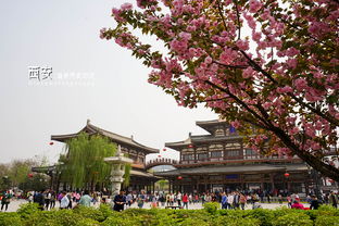 青龙寺姻缘树在哪里(青龙寺姻缘树在哪里可以看)