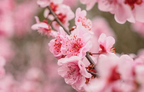 桃花3朵姻缘2颗(桃花3朵什么意思)