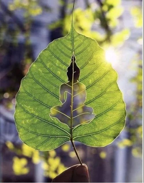 吸引姻缘能量的神兽(招姻缘的绿植)