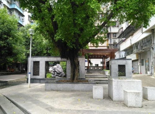 江门市姻缘树(江门市姻缘树酒店地址)