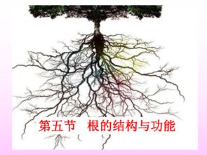 姻缘树根有八根(姻缘树是什么意思)