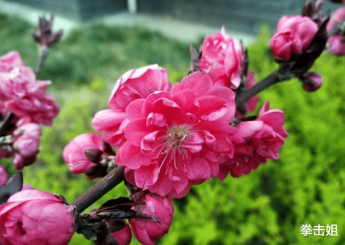 如何预测桃花姻缘长短(怎么占卜桃花)