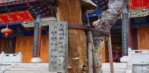 古庙与姻缘(寺庙的姻缘树一般是什么树)