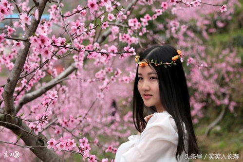 姻缘桃花梦(桃花姻缘星)