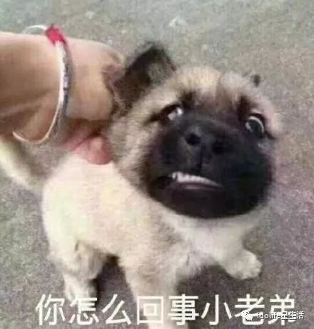 算姻缘鸡狗(婚姻鸡狗相配吗)