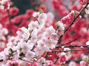 免费测姻缘桃花(免费测个人桃花运)