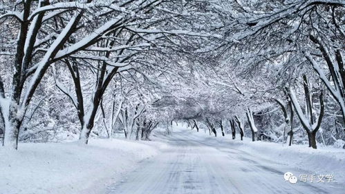 姻缘 湖心亭看雪客(舌头长白色长条状)