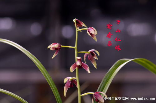 梅开二度姻缘(梅开二度姻缘能成吗)
