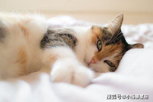 姻缘猫(姻缘白猫小说免费阅读)