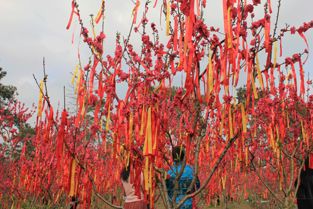 花姻缘(免费测桃花姻缘)
