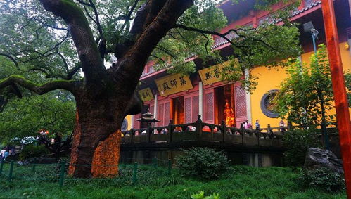 灵隐寺求姻缘手绳(灵隐寺求姻缘手绳怎么求)