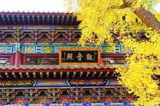 东岳山禅寺求姻缘(东岳山禅寺求姻缘多少钱)