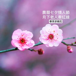 算姻缘算桃花(算桃花正缘)