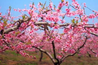 栖霞山姻缘(栖霞山求什么比较灵)