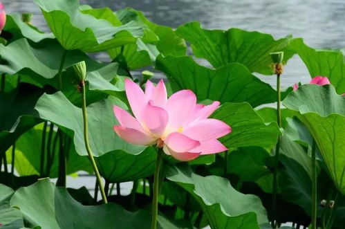 莲花里的姻缘(莲花里的姻缘是谁)