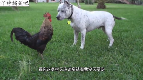 狗租鸡姻缘(狗鸡相配的姻缘好吗)