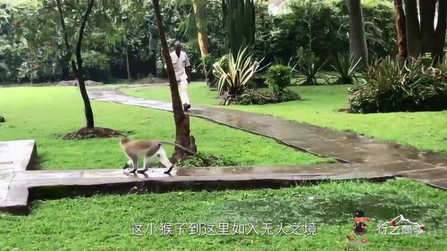 姻缘树动物餐厅(动物餐厅姻缘树成熟期)