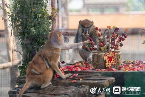 两子猴姻缘(两只猴子结婚好么)