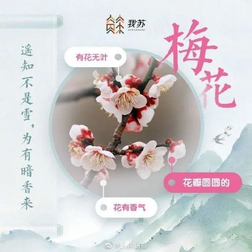 找姻缘壁纸(找到姻缘的词句)