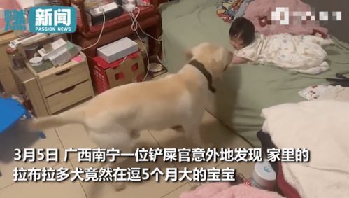狗在路中间睡觉司机鸣笛无效后辗压(狗在路中间预示着什么)