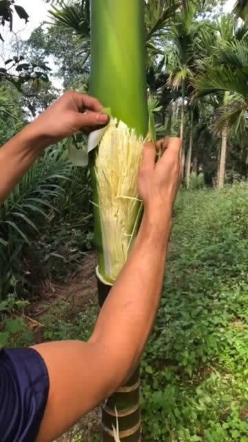 槟榔姻缘(槟榔象征爱情)