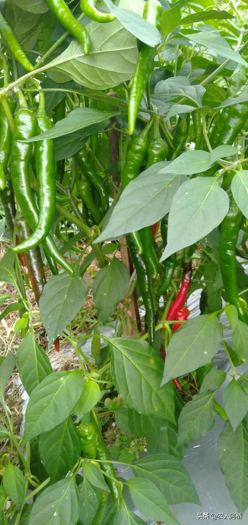 辣椒姻缘(辣椒的嫁接与种植技术)