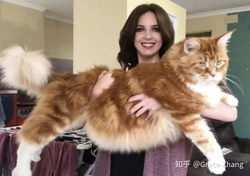 一夜之间所有的缅因猫都在被盘问(缅因猫w)