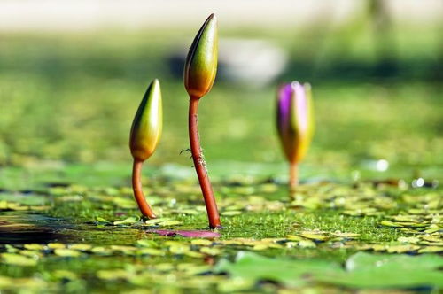 月老牵姻缘线(月老的姻缘线怎么绑的)