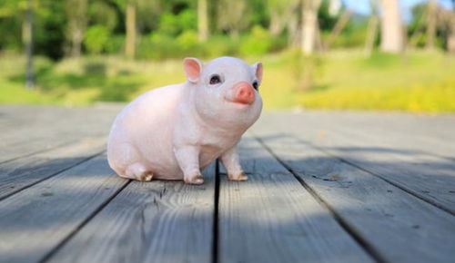 属猪人姻缘(属猪姻缘在哪年最旺盛)
