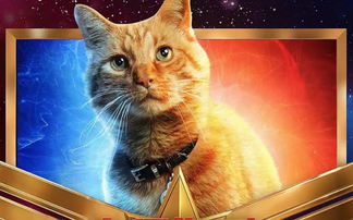 橘猫热播短剧在线观看（橘猫最新新作）