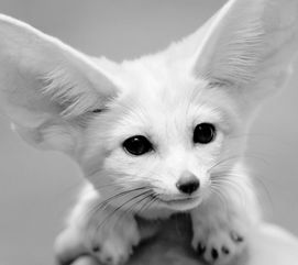猫头鹰热播短剧大全：猫头鹰视频播放