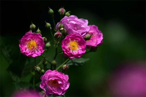 短剧热播蔷薇花谢即归来【蔷薇花谢后作】