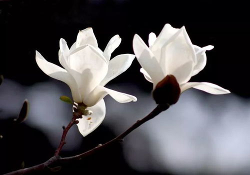 热播短剧归巢之韶华迟来，归巢 花里 在线阅读