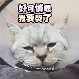 老猫热播短剧大全视频：播放电视剧老猫咪