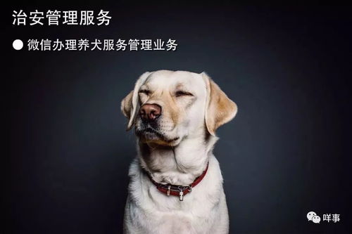 养狗应有道短剧热播（养狗的必要条件）