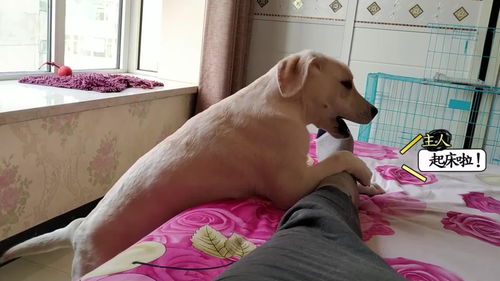 热播短剧楚门之主70：楚门讲的什么