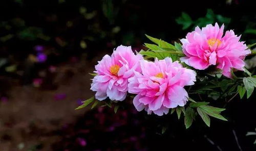 《牡丹花开又一年》热播短剧 - 牡丹花开又一年热播短剧免费观看