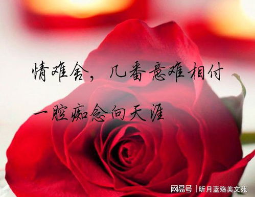 热播短剧不念过往你我两宽：不念过往,下一句