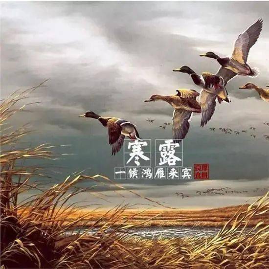 短剧云深不闻鹿鸣热播（云深不知处原唱）