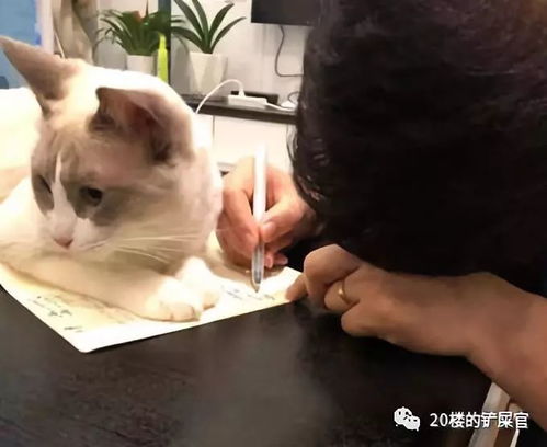 犬父虎子抖音短剧热播，虎父犬子电视剧百度百科