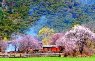 热播短剧桃花沟免费观看（桃花沟小说简介）
